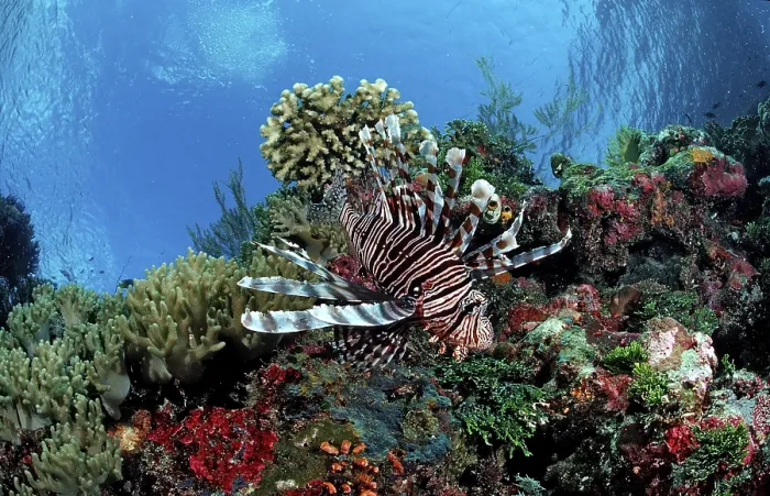 Framed Print : Common lionfish in coral reef, Pterois volitans