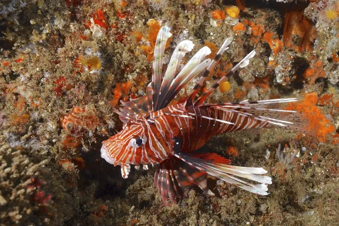 Framed Print : Common lionfish (Pterois miles)