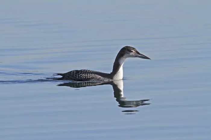 Framed Print : Common loon (Gavia immer) Framed Print : Common loon (Gavia immer)