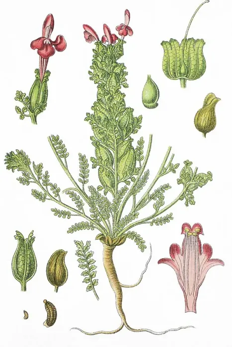 Framed Print : Common lousewort (Pedicularis sylvatica)