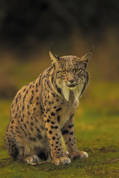 Framed Print : Common Lynx, Iberian Lynx, Lynx pardinus