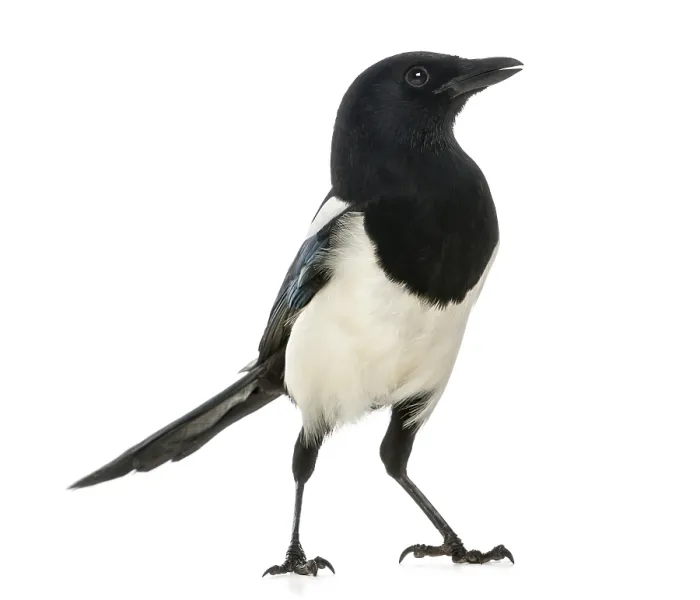 Framed Print : Common Magpie, Pica pica, isolated on white