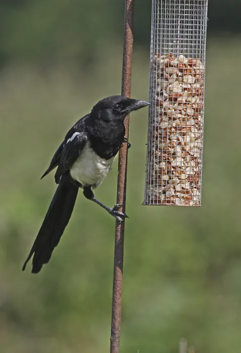 Framed Print : Common Magpie (Pica pica), juvenile