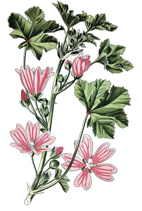 Framed Print : Common mallow (Malva sylvestris) Framed Print : Common mallow (Malva sylvestris)