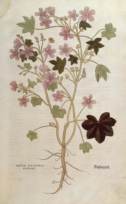 Framed Print : Common mallow, Malva sylvestris elatior