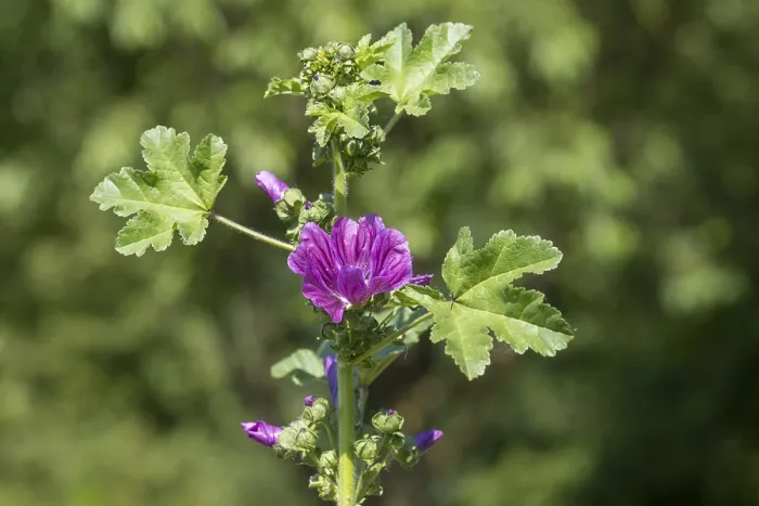 Framed Print : Common mallow (Malva sylvestris) with flowers Framed Print : Common mallow (Malva sylvestris) with flowers