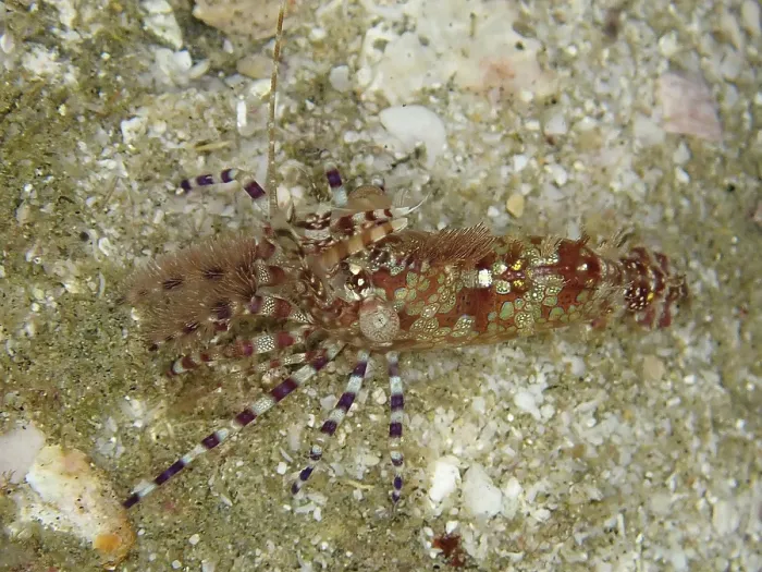 Framed Print : Common marble shrimp (Saron marmoratus) with a pattern in brown and green on a sandy substrate