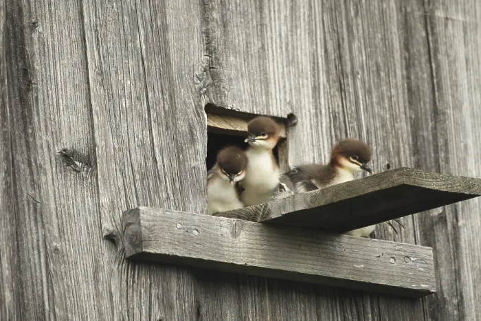 Framed Print : Common merganser (Mergus merganser) one day old young birds leaving the breeding place in a field barn