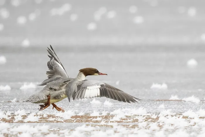 Framed Print : Common merganser (Mergus merganser) running on frost-covered ice