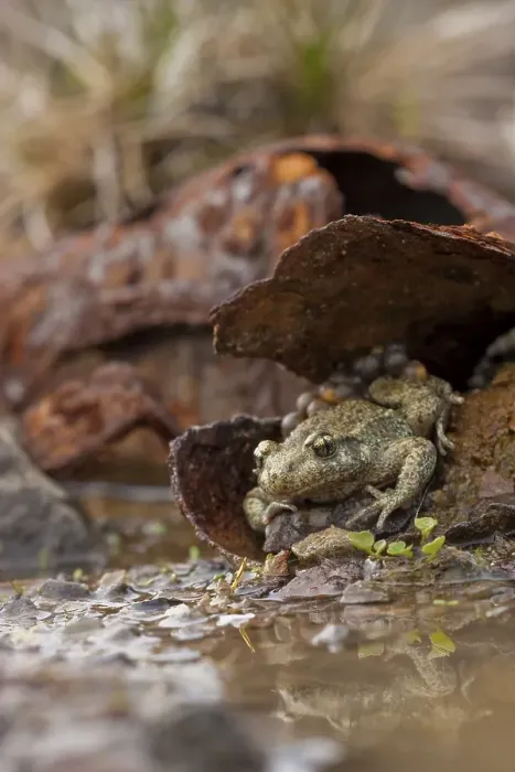 Framed Print : Common midwife toad (Alytes obstetricans)