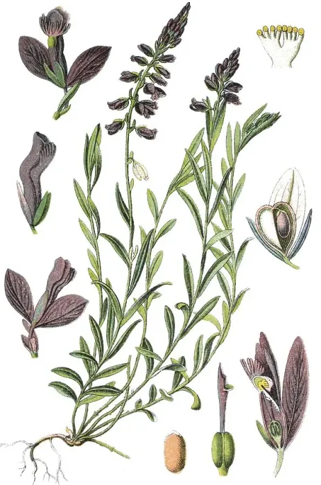 Framed Print : Common milkwort (Polygala vulgaris)