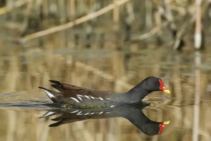 Framed Print : Common moorhen (Gallinula chloropus)