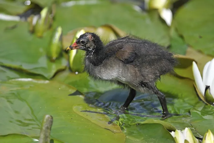 Framed Print : Common Moorhen (Gallinula chloropus)