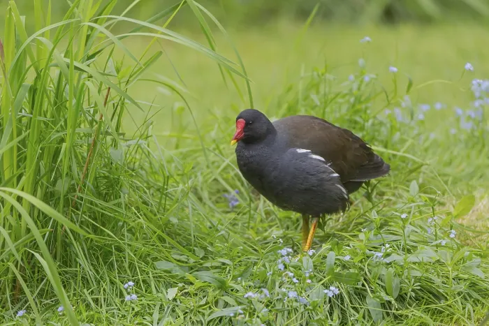 Framed Print : One common moorhen (Gallinula chloropus) Framed Print : One common moorhen (Gallinula chloropus)