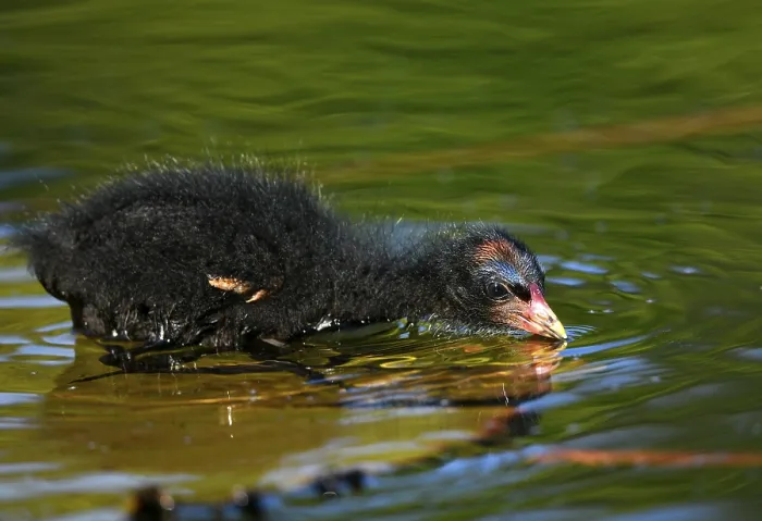 Framed Print : Common moorhen (Gallinula chloropus ) Framed Print : Common moorhen (Gallinula chloropus )