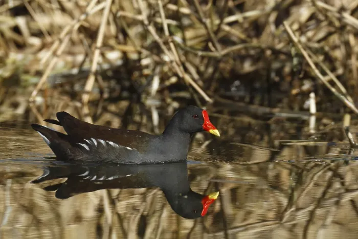 Framed Print : Common moorhen (Gallinula chloropus)