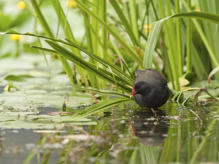 Framed Print : Common Moorhen (Gallinula chloropus) foraging