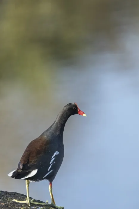 Framed Print : Common moorhen Gallinula chloropus perches on a rock over a pond in Naples