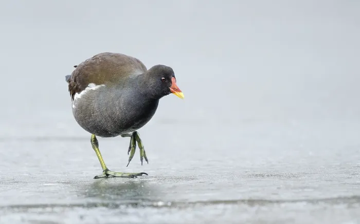 Framed Print : Common moorhen (Gallinula chloropus) strides over ice rink Framed Print : Common moorhen (Gallinula chloropus) strides over ice rink