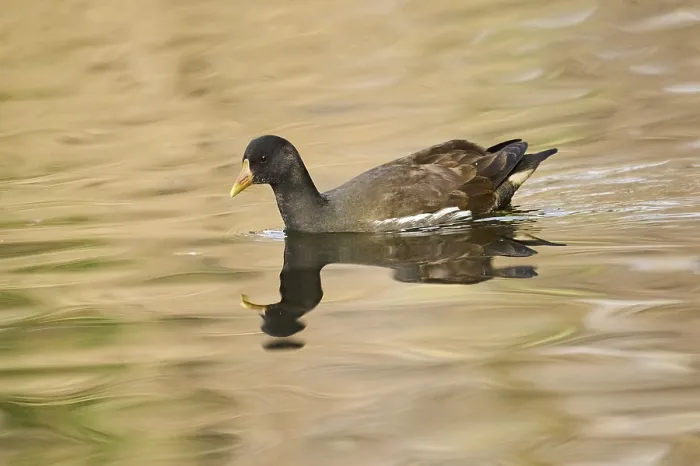 Framed Print : Common moorhen (Gallinula chloropus) swimming on a lake