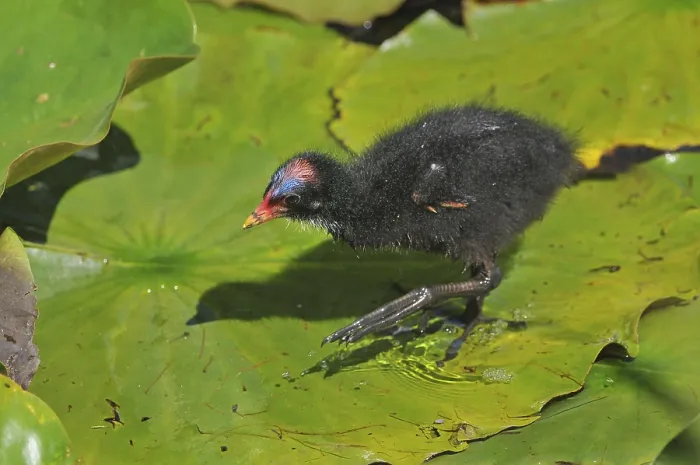 Framed Print : Common Moorhen or Swamp Chicken (Gallinula chloropus) Framed Print : Common Moorhen or Swamp Chicken (Gallinula chloropus)