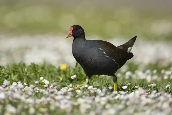 Framed Print : Common moorhen or Waterhen (Gallinula chloropus) adult bird on grass with daisy flowers in spring
