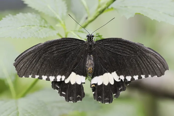 Framed Print : Common Mormon or Common Mormon (Papilio polytes) Framed Print : Common Mormon or Common Mormon (Papilio polytes)