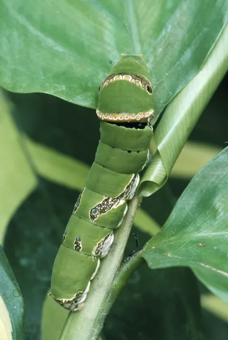 Framed Print : Common Mormon (Papilio polytes) caterpillar