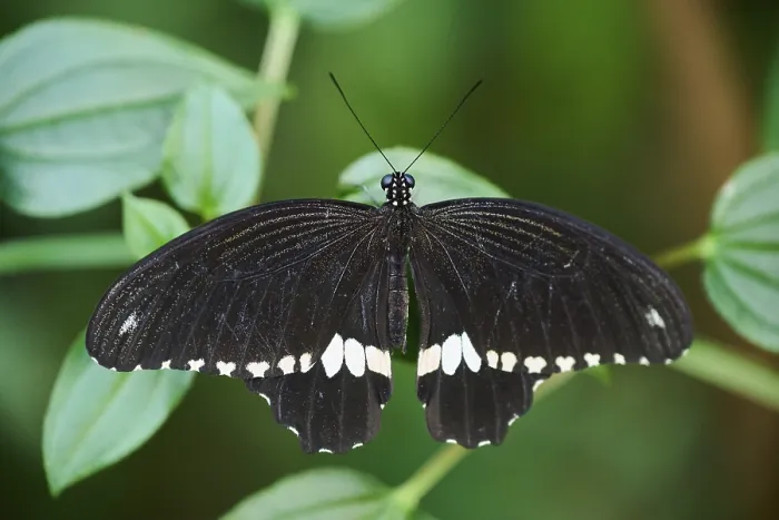 Framed Print : Common Mormon (Papilio polytes) sitting on a leaf Framed Print : Common Mormon (Papilio polytes) sitting on a leaf