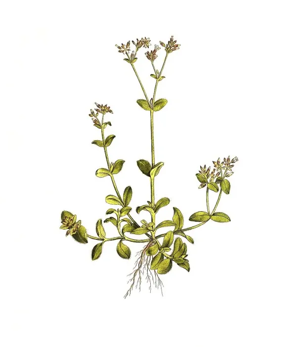 Framed Print : Common mouse-ear chickweed (Cerastium) fontanum subsp Framed Print : Common mouse-ear chickweed (Cerastium) fontanum subsp
