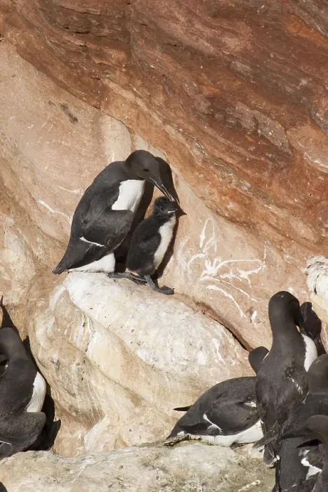 Framed Print : Common murre (Uria aalge) with offspring at rock