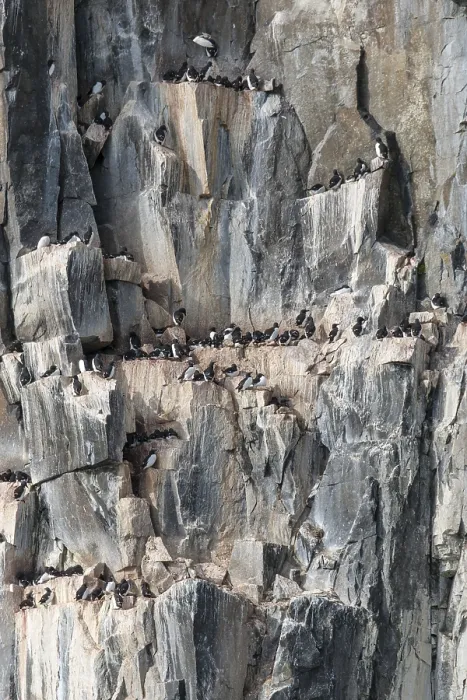 Framed Print : Common murres (Uria aalge) at the bird cliffs Alkefjellet