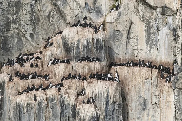 Framed Print : Common murres (Uria aalge) at the bird cliffs Alkefjellet
