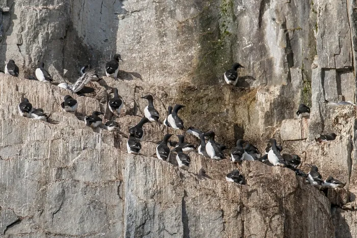 Framed Print : Common murres (Uria aalge) at the bird cliffs Alkefjellet