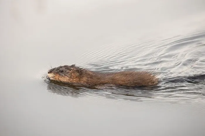 Framed Print : Common Muskrat (Ondatra zibethicus) in water Framed Print : Common Muskrat (Ondatra zibethicus) in water