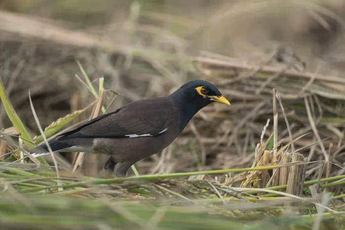 Framed Print : A Common Myna (Acridotheres tristis)