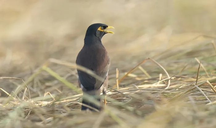 Framed Print : A Common Myna (Acridotheres tristis)