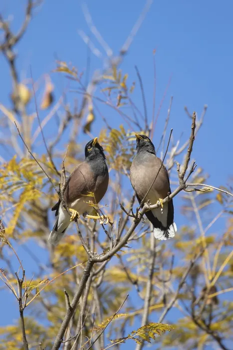 Framed Print : Common myna (Acridotheres tristis) two adult birds in a tree
