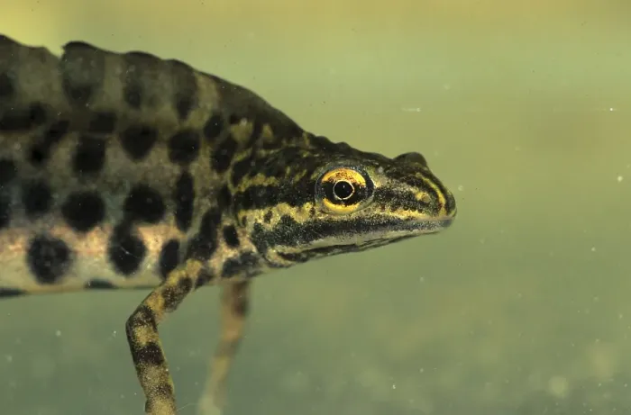 Framed Print : Common Newt (Lissotriton vulgaris) Framed Print : Common Newt (Lissotriton vulgaris)