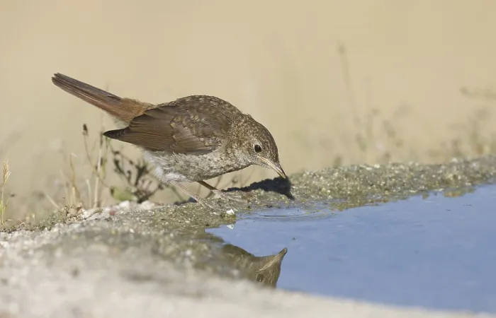 Framed Print : Common Nightingale (Luscinia megarhynchos)