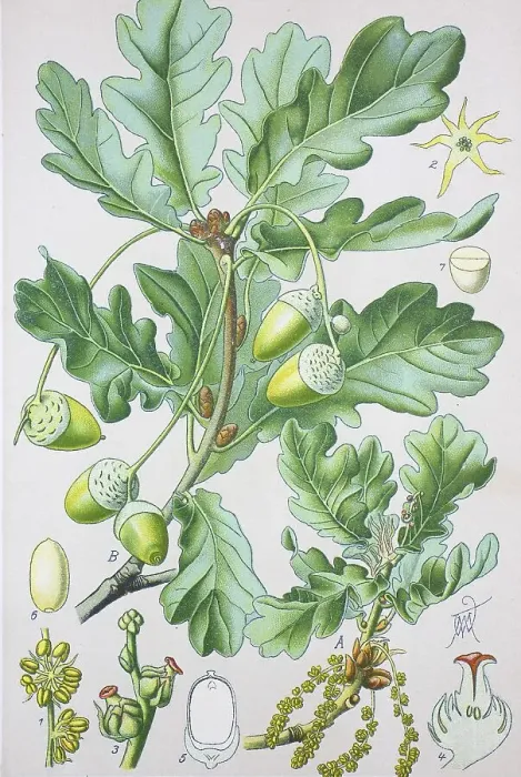 Framed Print : Common Oak (Quercus robur), historical illustration from 1885 Framed Print : Common Oak (Quercus robur), historical illustration from 1885