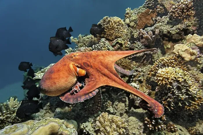 Framed Print : Common Octopus (Octopus vulgaris)