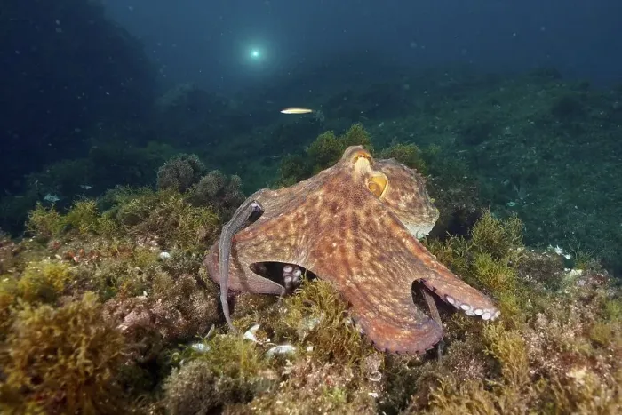 Framed Print : A Common Octopus (Octopus vulgaris) Framed Print : A Common Octopus (Octopus vulgaris)