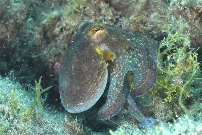 Framed Print : Common Octopus (Octopus vulgaris) Framed Print : Common Octopus (Octopus vulgaris)