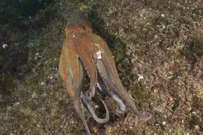 Framed Print : A Common Octopus (Octopus vulgaris)