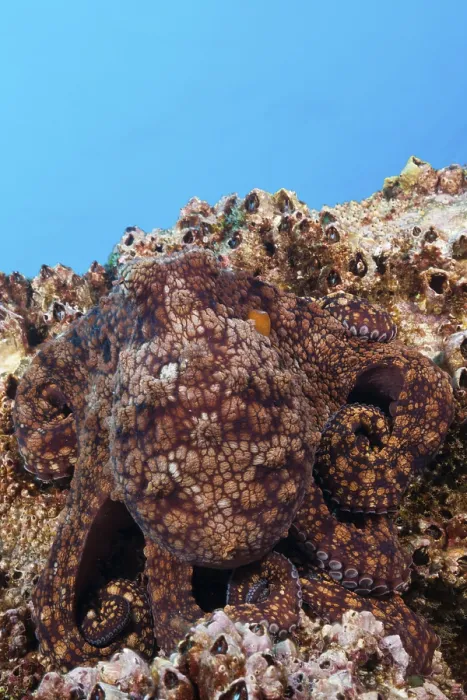 Framed Print : Common Octopus (Octopus vulgaris)