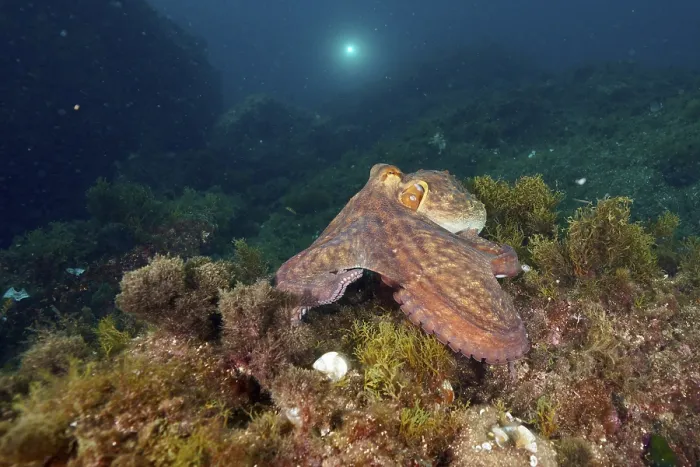 Framed Print : A Common Octopus (Octopus vulgaris) moves across the algae bed of the ocean Framed Print : A Common Octopus (Octopus vulgaris) moves across the algae bed of the ocean