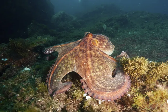 Framed Print : A Common Octopus (Octopus vulgaris) spreads out over the algae-covered seabed in deep water Framed Print : A Common Octopus (Octopus vulgaris) spreads out over the algae-covered seabed in deep water