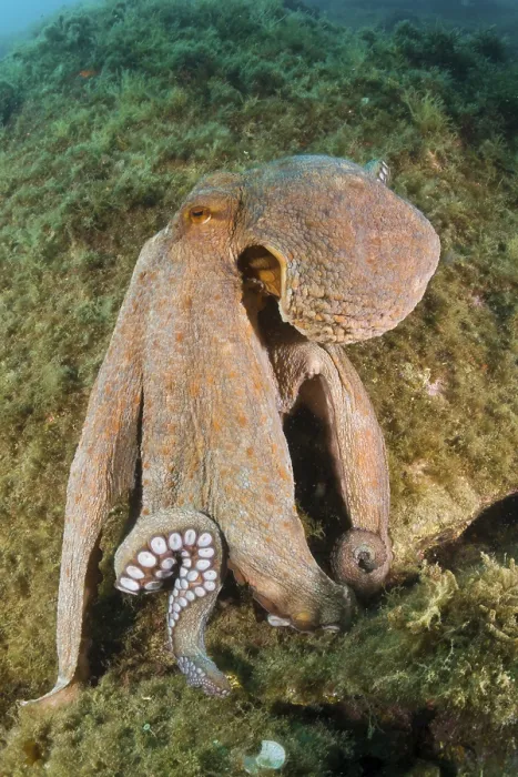 Framed Print : Common octopus on the reef, Octopus vulgaris