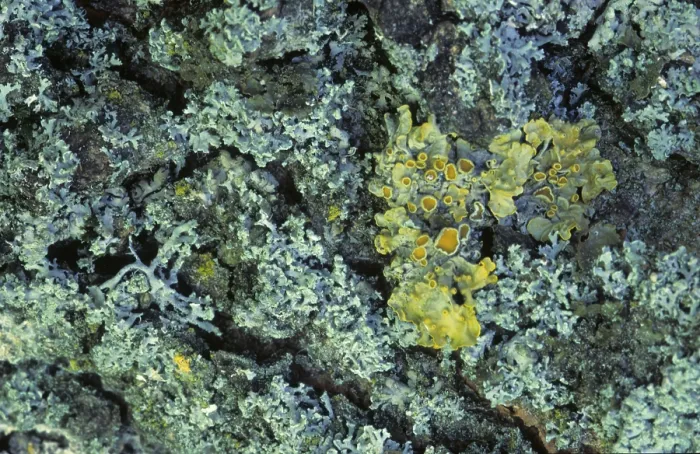 Framed Print : Common orange lichen (Xanthoria parietina)